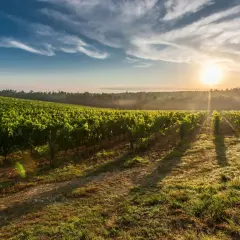 Lever du soleil sur les vignes luxuriantes du **Château Feytit Clinet**. La brume matinale se dissipe, révélant des rangées de vignes baignées de lumière dorée.