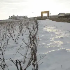 Vignes endormies sous la neige au domaine de la Vougeraie. Un soleil pâle éclaire le paysage hivernal et le bâtiment au loin.