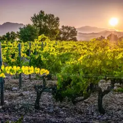 Vigne baignée de soleil couchant, les feuilles d'un vert éclatant semblent boire la lumière. Le sol caillouteux, tel le sang des cailloux, nourrit cette terre généreuse.