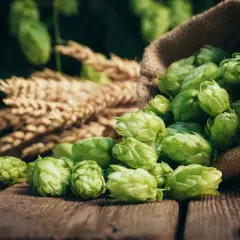 Houblon frais débordant d'un sac en toile de jute, à côté d'épis de blé. Un danger pour les amateurs de bière artisanale, car il annonce la prochaine brassage.