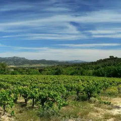 Vastes vignobles verdoyants s'étendant à perte de vue, sous un ciel bleu zébré de nuages. Au loin, des collines boisées et des montagnes. Un paysage bucolique rappelant la grange des pères.