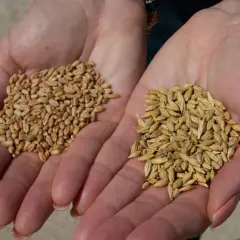 Deux mains ouvertes présentent des grains, l'une avec de l'orge, l'autre avec du blé, prêts pour la récolte.