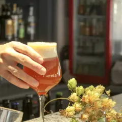 Main d'un homme tenant un verre de bière IPA ambrée, avec des cônes de houblon frais sur le comptoir.