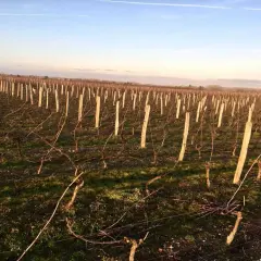 Vignes taillées au clos Saint Fiacre, sous un ciel bleu d'hiver. Les sarments attendent le printemps.