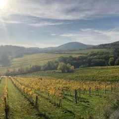 Vignoble en automne, les vignes aux feuilles dorées s'étendent en pente douce. La lumière du soleil filtre à travers les nuages, illuminant ce paysage de **coulée de serrant**.