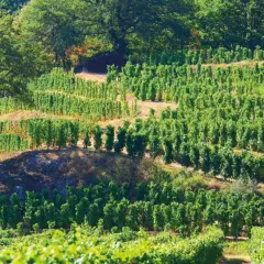 Vignoble en terrasses sous un grand arbre, avec des rangées de vignes vertes.