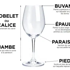 Un verre d'eau clair, étiqueté avec ses parties : buvant, épaule, paraison, jambe et pied. Idéal pour déguster un bon vin.