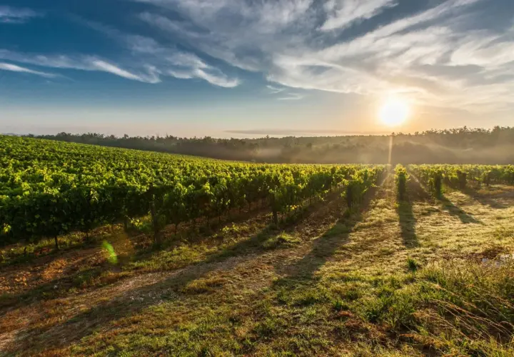 Lever du soleil sur les vignes luxuriantes du **Château Feytit Clinet**. La brume matinale se dissipe, révélant des rangées de vignes baignées de lumière dorée.