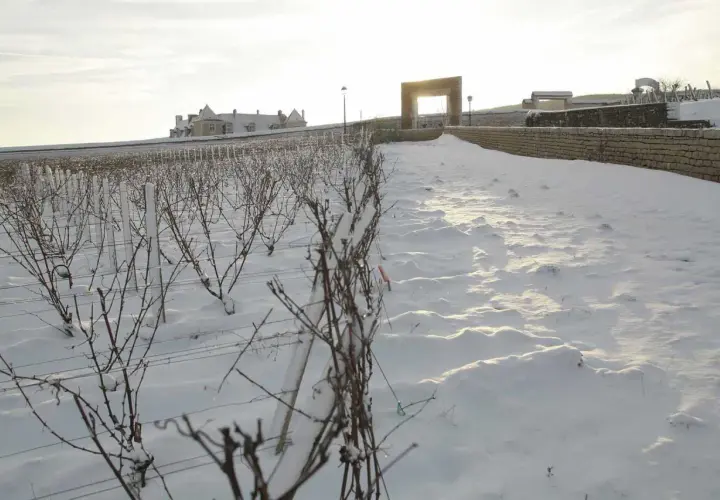 Vignes endormies sous la neige au domaine de la Vougeraie. Un soleil pâle éclaire le paysage hivernal et le bâtiment au loin.