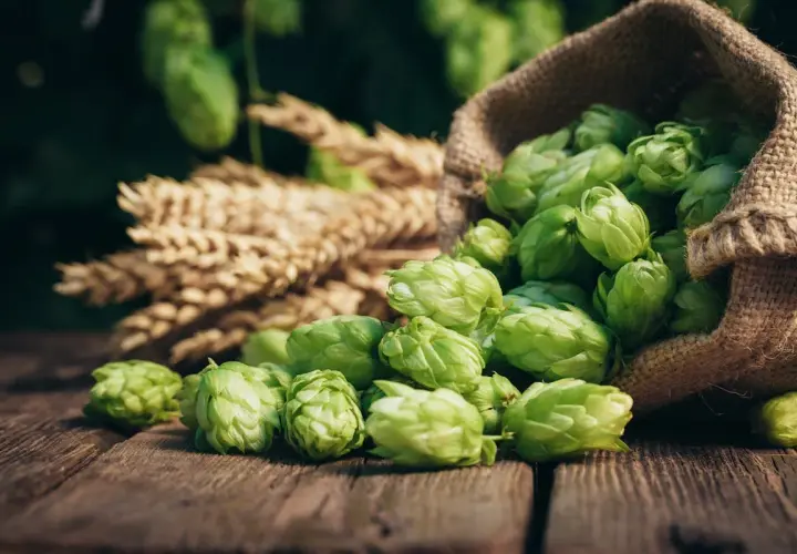 Houblon frais débordant d'un sac en toile de jute, à côté d'épis de blé. Un danger pour les amateurs de bière artisanale, car il annonce la prochaine brassage.