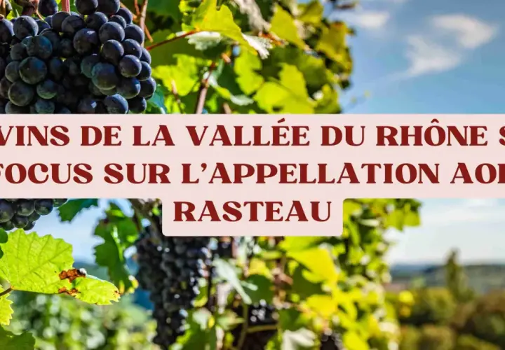 Grappes de raisin noir mûrissant dans le domaine des Escaravailles, sous le soleil de la Vallée du Rhône Sud, appellation Rasteau.