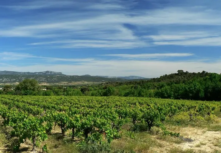 Vastes vignobles verdoyants s'étendant à perte de vue, sous un ciel bleu zébré de nuages. Au loin, des collines boisées et des montagnes. Un paysage bucolique rappelant la grange des pères.