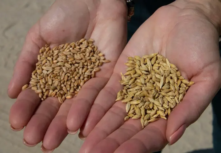 Deux mains ouvertes présentent des grains, l'une avec de l'orge, l'autre avec du blé, prêts pour la récolte.