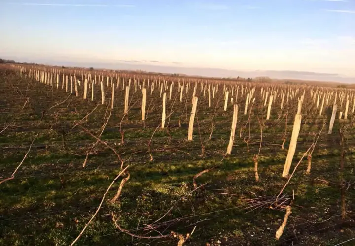 Vignes taillées au clos Saint Fiacre, sous un ciel bleu d'hiver. Les sarments attendent le printemps.