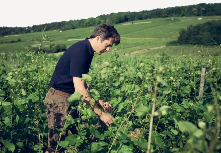 Un vigneron travaille dans les vignes du domaine Arlaud, au milieu d'un paysage verdoyant et vallonné.