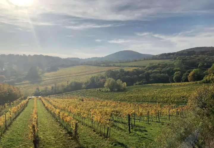 Vignoble en automne, les vignes aux feuilles dorées s'étendent en pente douce. La lumière du soleil filtre à travers les nuages, illuminant ce paysage de **coulée de serrant**.