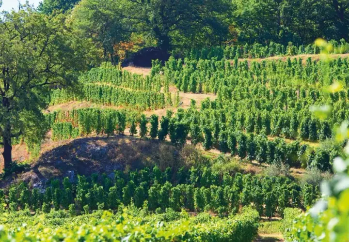 Vignoble en terrasses sous un grand arbre, avec des rangées de vignes vertes.