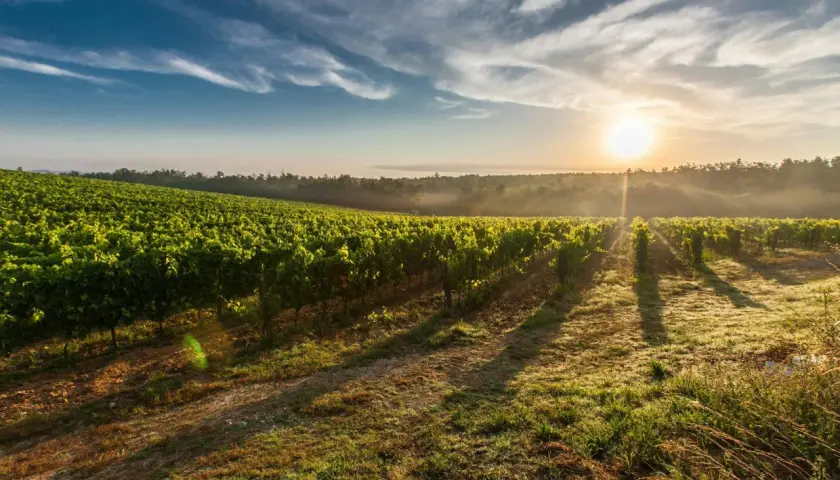 Lever du soleil sur les vignes luxuriantes du **Château Feytit Clinet**. La brume matinale se dissipe, révélant des rangées de vignes baignées de lumière dorée.