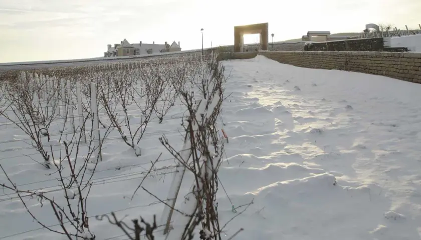Vignes endormies sous la neige au domaine de la Vougeraie. Un soleil pâle éclaire le paysage hivernal et le bâtiment au loin.