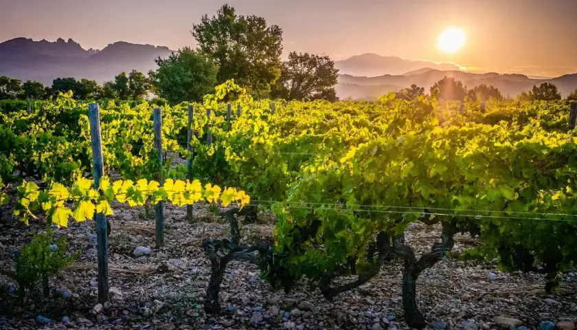 Vigne baignée de soleil couchant, les feuilles d'un vert éclatant semblent boire la lumière. Le sol caillouteux, tel le sang des cailloux, nourrit cette terre généreuse.