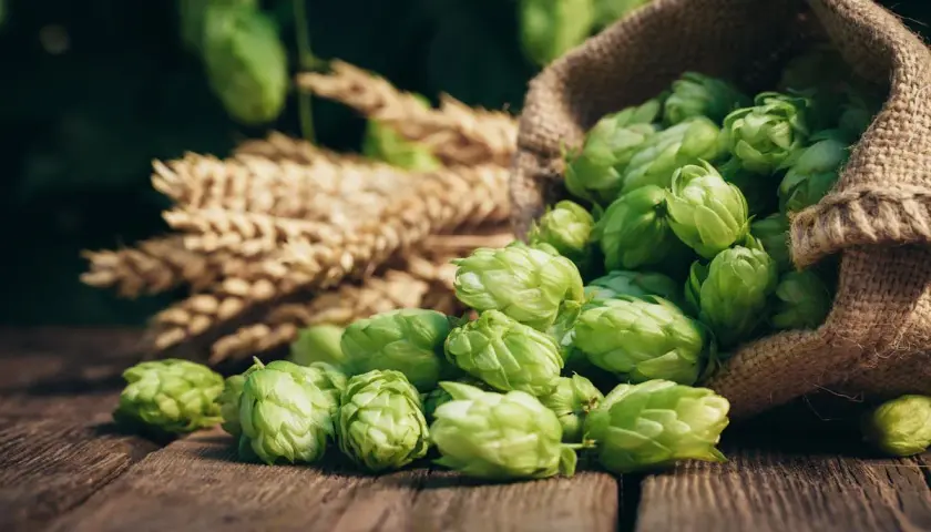 Houblon frais débordant d'un sac en toile de jute, à côté d'épis de blé. Un danger pour les amateurs de bière artisanale, car il annonce la prochaine brassage.