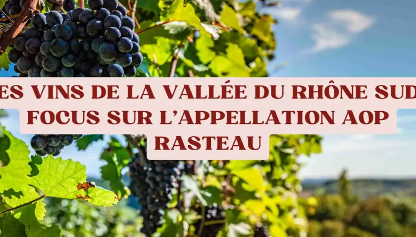 Grappes de raisin noir mûrissant dans le domaine des Escaravailles, sous le soleil de la Vallée du Rhône Sud, appellation Rasteau.