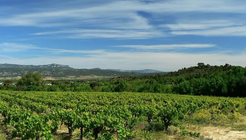 Vastes vignobles verdoyants s'étendant à perte de vue, sous un ciel bleu zébré de nuages. Au loin, des collines boisées et des montagnes. Un paysage bucolique rappelant la grange des pères.
