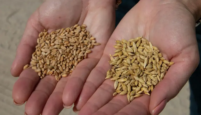 Deux mains ouvertes présentent des grains, l'une avec de l'orge, l'autre avec du blé, prêts pour la récolte.