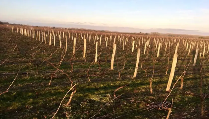 Vignes taillées au clos Saint Fiacre, sous un ciel bleu d'hiver. Les sarments attendent le printemps.