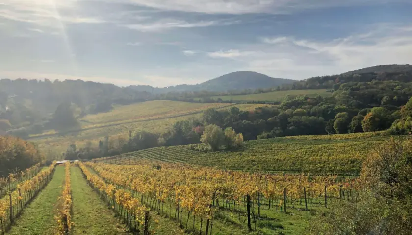 Vignoble en automne, les vignes aux feuilles dorées s'étendent en pente douce. La lumière du soleil filtre à travers les nuages, illuminant ce paysage de **coulée de serrant**.