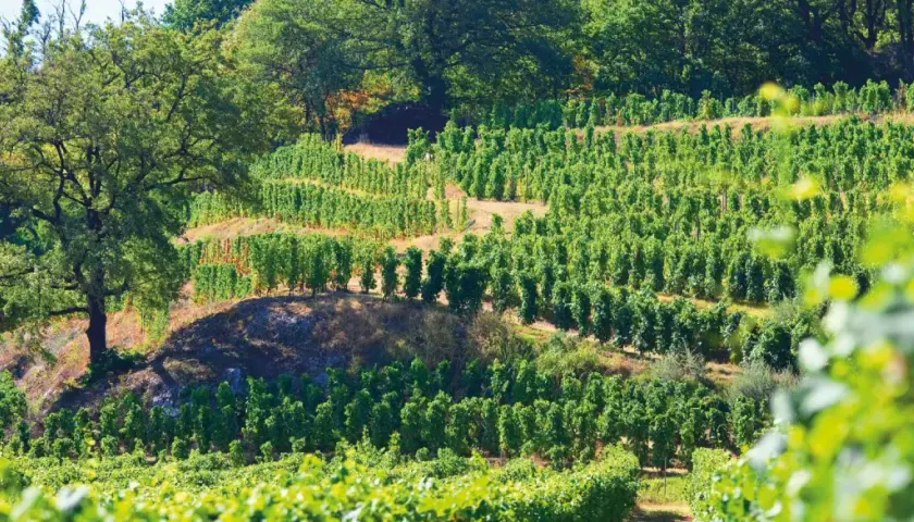 Vignoble en terrasses sous un grand arbre, avec des rangées de vignes vertes.