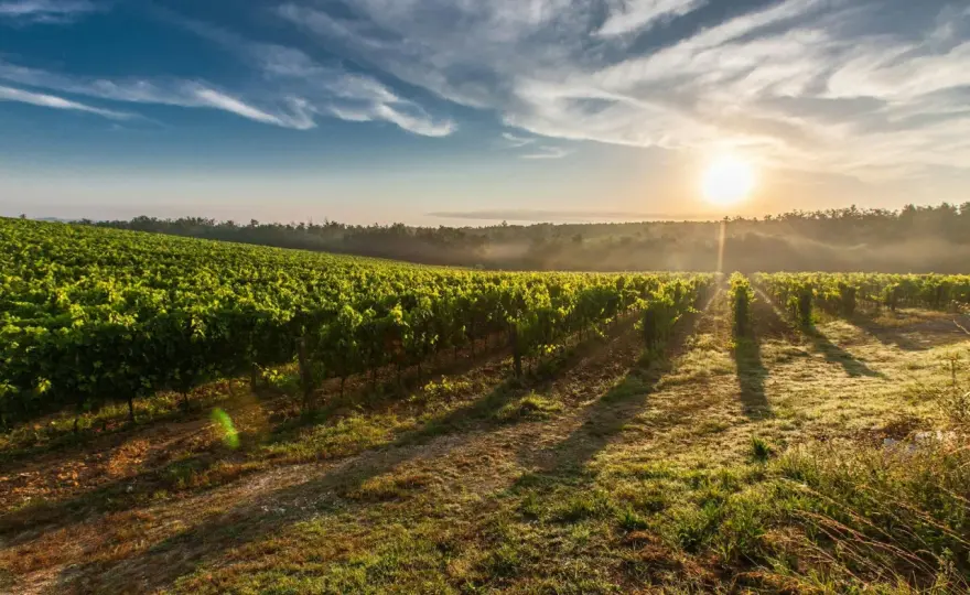 Château Feytit-Clinet - Le Pomerol qui récompense la patience