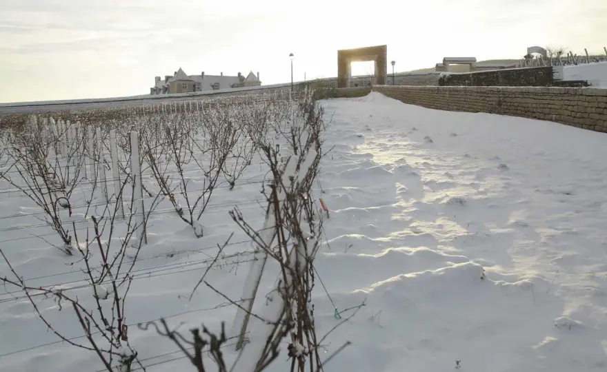 Domaine de la Vougeraie - Comprendre et choisir vos vins de Bourgogne