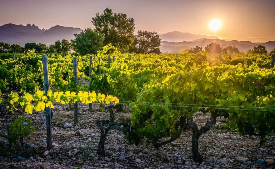 Le Sang des Cailloux Vacqueyras - Votre guide pour des vins uniques