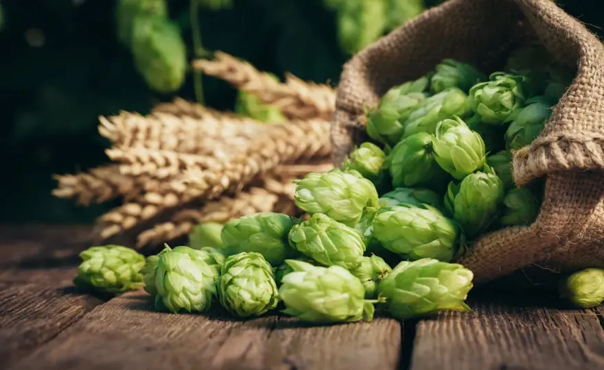 Houblon et santé - Risques réels ou idées reçues ?