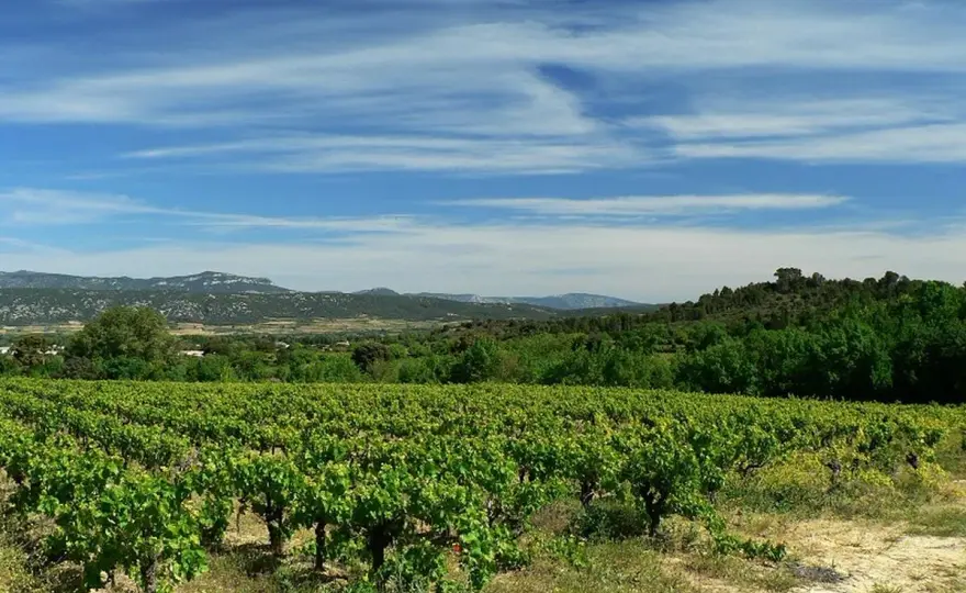 La Grange des Pères - Comprendre ce vin mythique du Languedoc