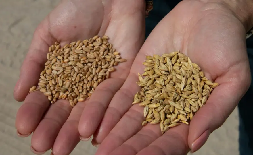 Orge ou Blé en Brassage - Quel Grain Choisir ?