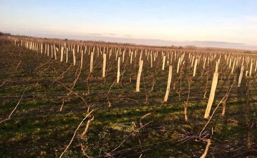 Clos Saint-Fiacre - Vins d'Orléans - Quel vin choisir ?