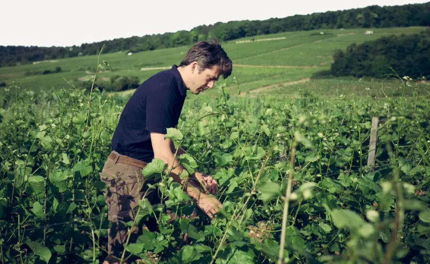 Domaine Arlaud Morey-Saint-Denis - Choisir et savourer ses vins