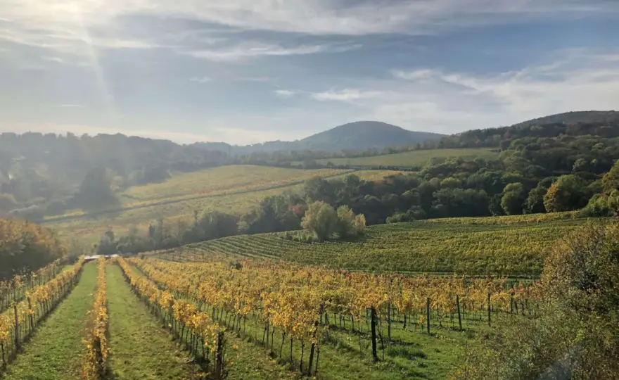 Coulée de Serrant - Comment servir et accorder ce grand vin
