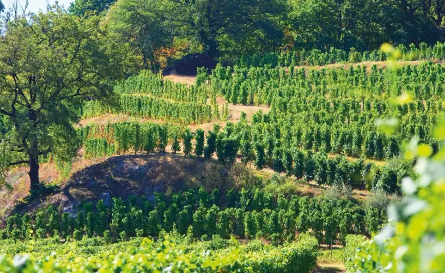 Domaine Roulot Meursault - Maîtrisez le style, choisissez vos vins