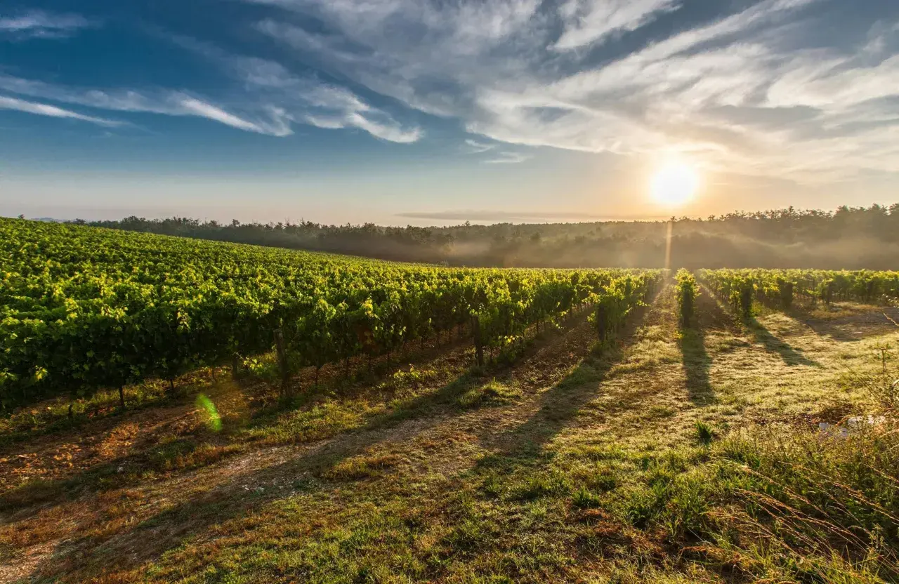 Lever du soleil sur les vignes luxuriantes du **Château Feytit Clinet**. La brume matinale se dissipe, révélant des rangées de vignes baignées de lumière dorée.
