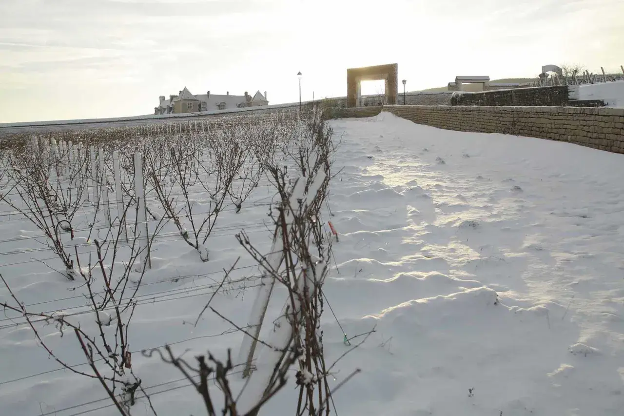 Vignes endormies sous la neige au domaine de la Vougeraie. Un soleil pâle éclaire le paysage hivernal et le bâtiment au loin.
