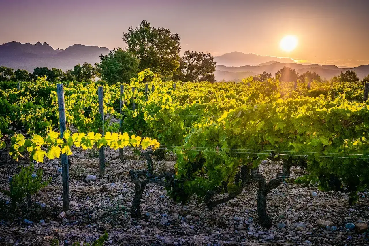 Vigne baignée de soleil couchant, les feuilles d'un vert éclatant semblent boire la lumière. Le sol caillouteux, tel le sang des cailloux, nourrit cette terre généreuse.
