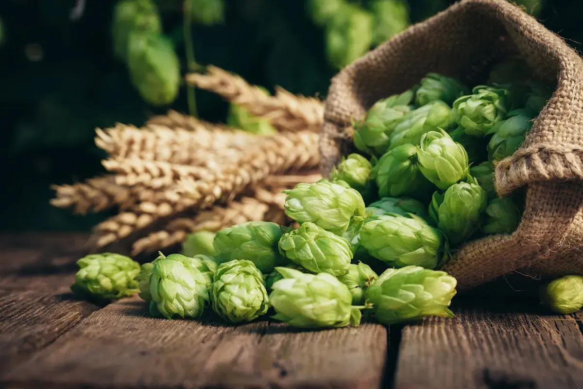 Houblon frais débordant d'un sac en toile de jute, à côté d'épis de blé. Un danger pour les amateurs de bière artisanale, car il annonce la prochaine brassage.