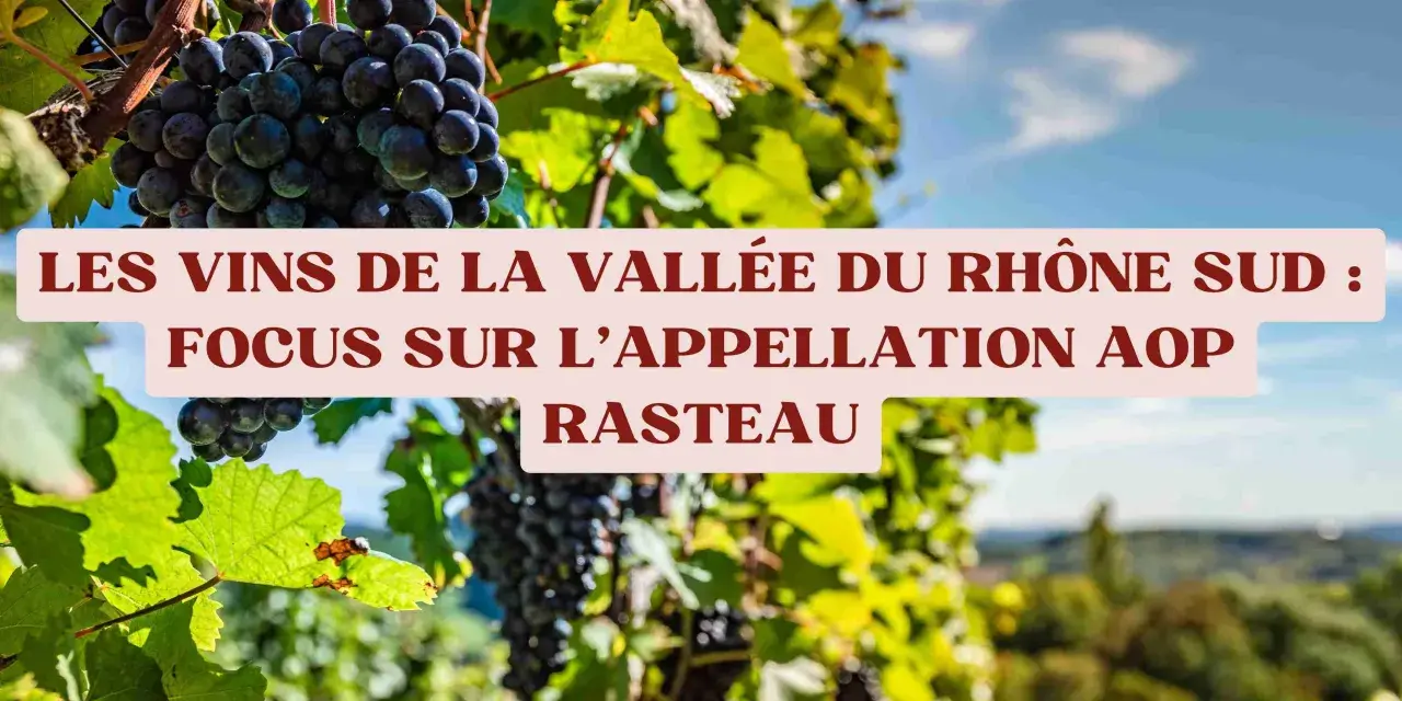 Grappes de raisin noir mûrissant dans le domaine des Escaravailles, sous le soleil de la Vallée du Rhône Sud, appellation Rasteau.