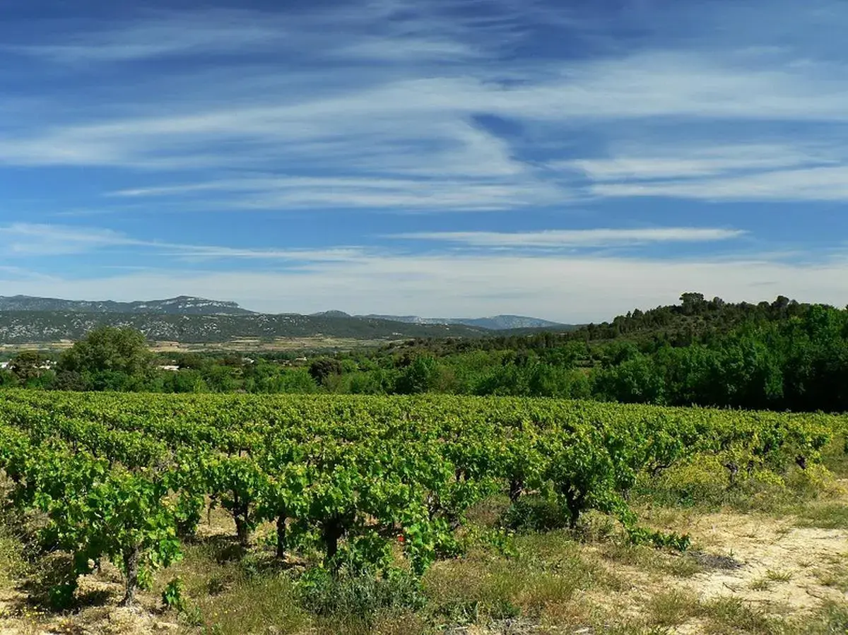 Vastes vignobles verdoyants s'étendant à perte de vue, sous un ciel bleu zébré de nuages. Au loin, des collines boisées et des montagnes. Un paysage bucolique rappelant la grange des pères.