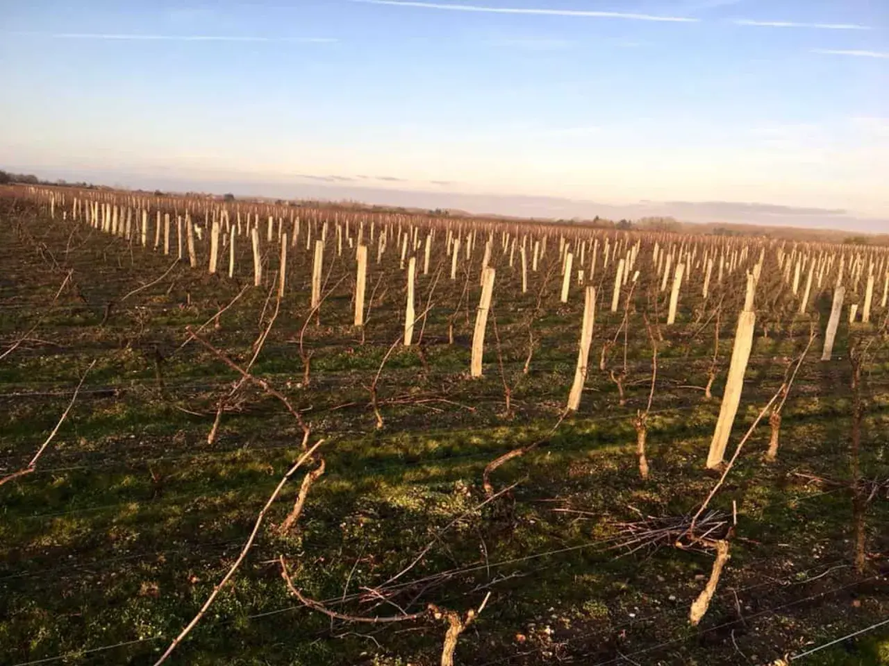 Vignes taillées au clos Saint Fiacre, sous un ciel bleu d'hiver. Les sarments attendent le printemps.