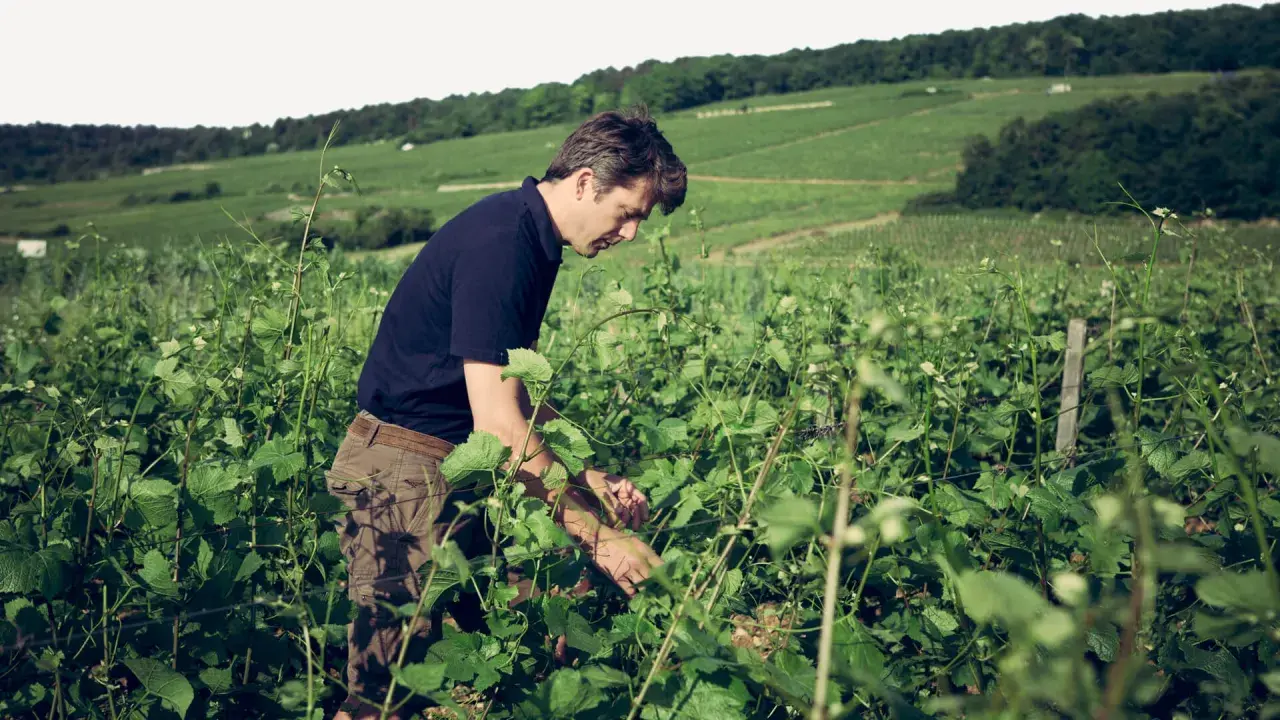 Un vigneron travaille dans les vignes du domaine Arlaud, au milieu d'un paysage verdoyant et vallonné.