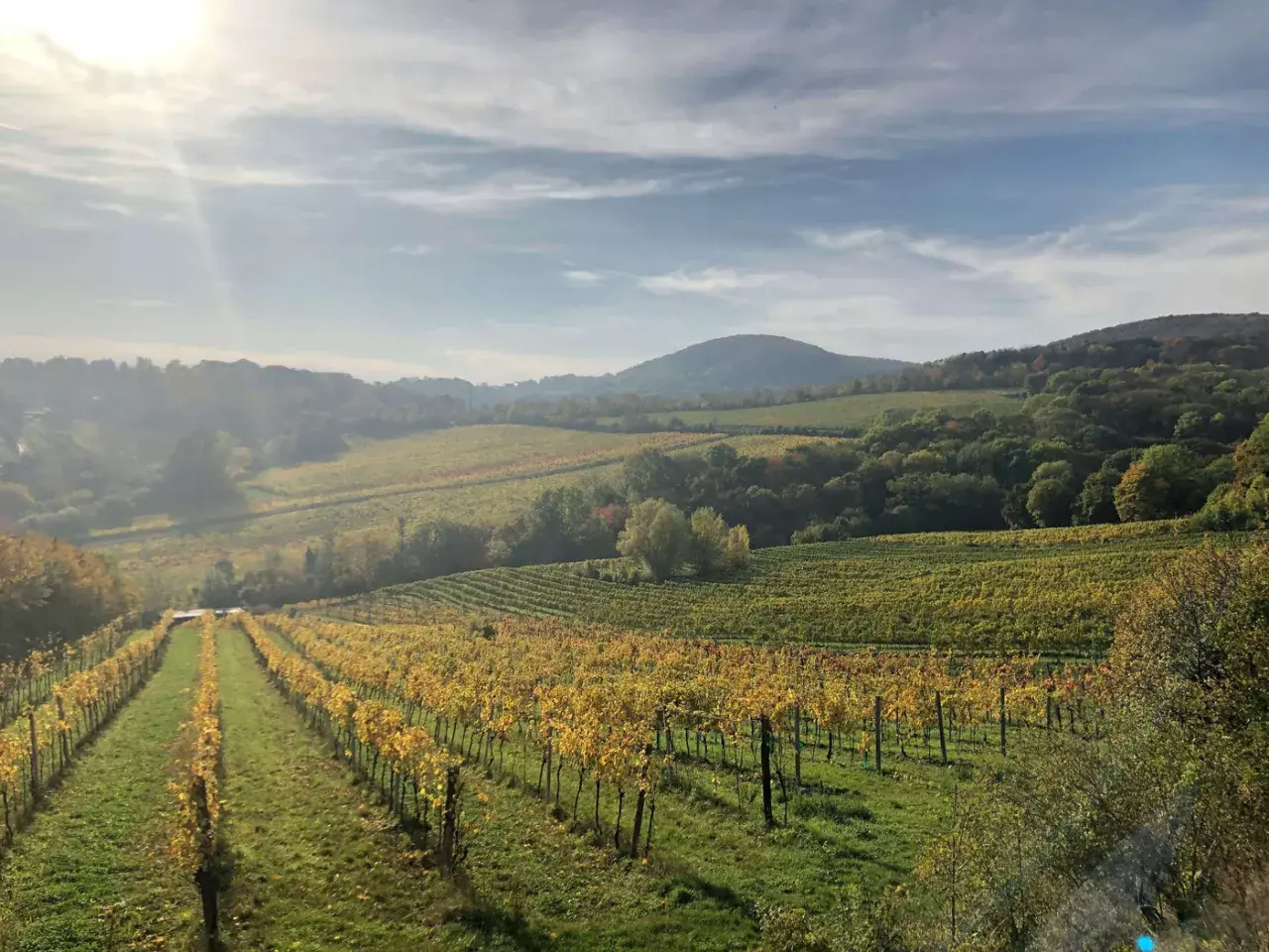 Vignoble en automne, les vignes aux feuilles dorées s'étendent en pente douce. La lumière du soleil filtre à travers les nuages, illuminant ce paysage de **coulée de serrant**.